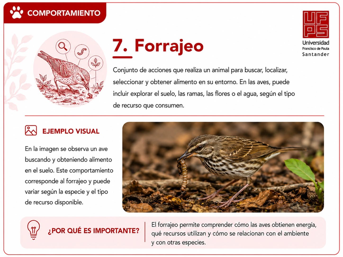 Forrajeo