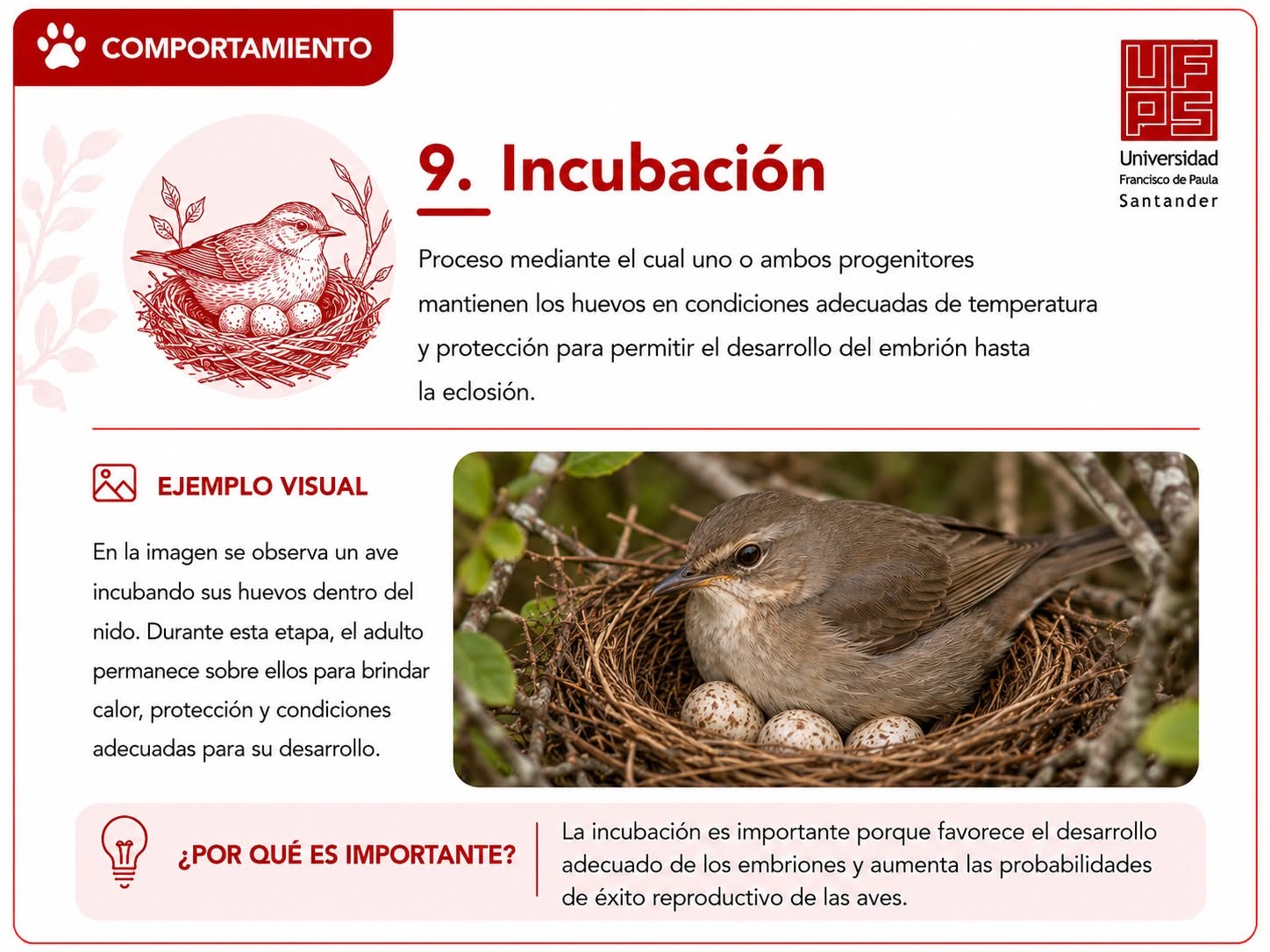 Incubación