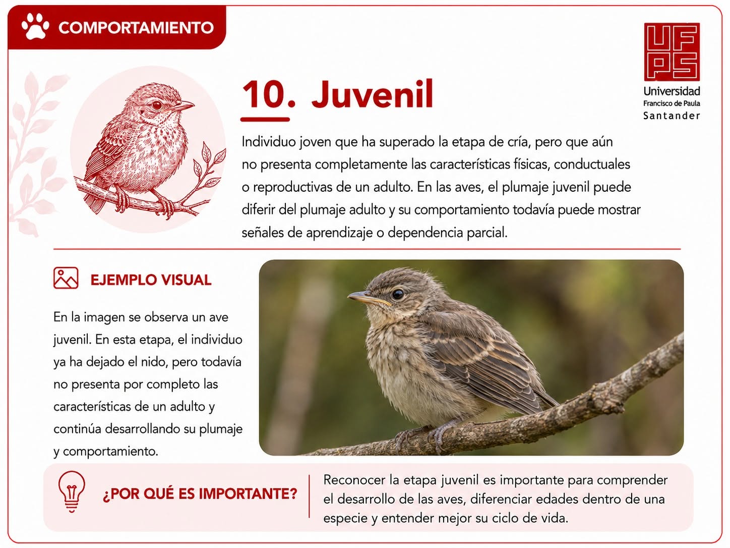 Juvenil