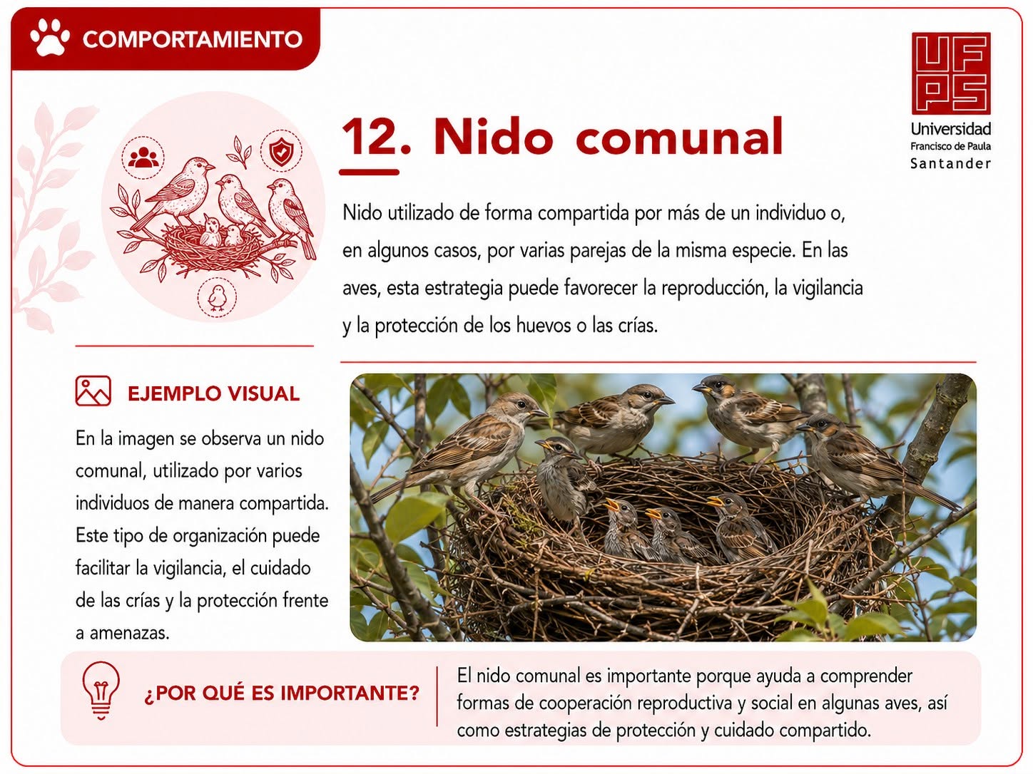 Nido comunal
