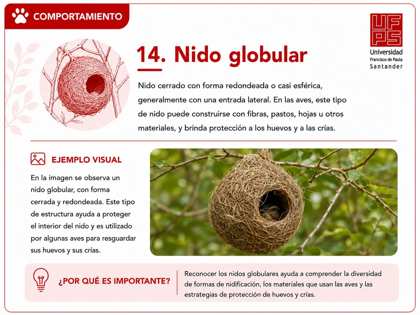 Nido globular