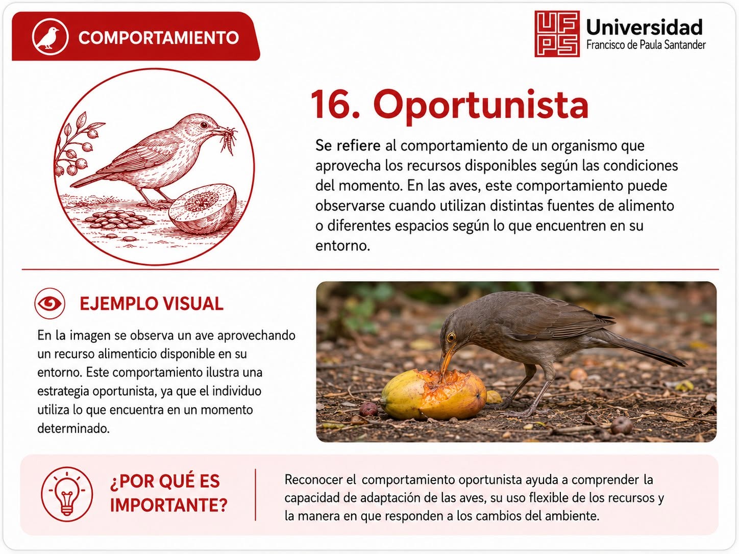 Oportunista