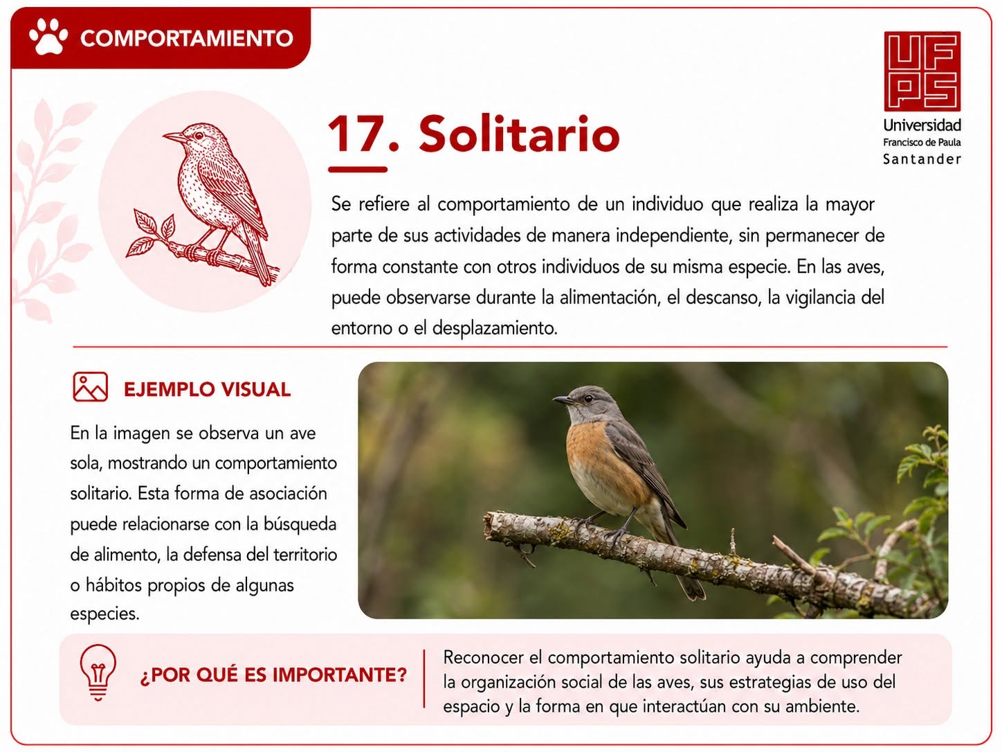 Solitario