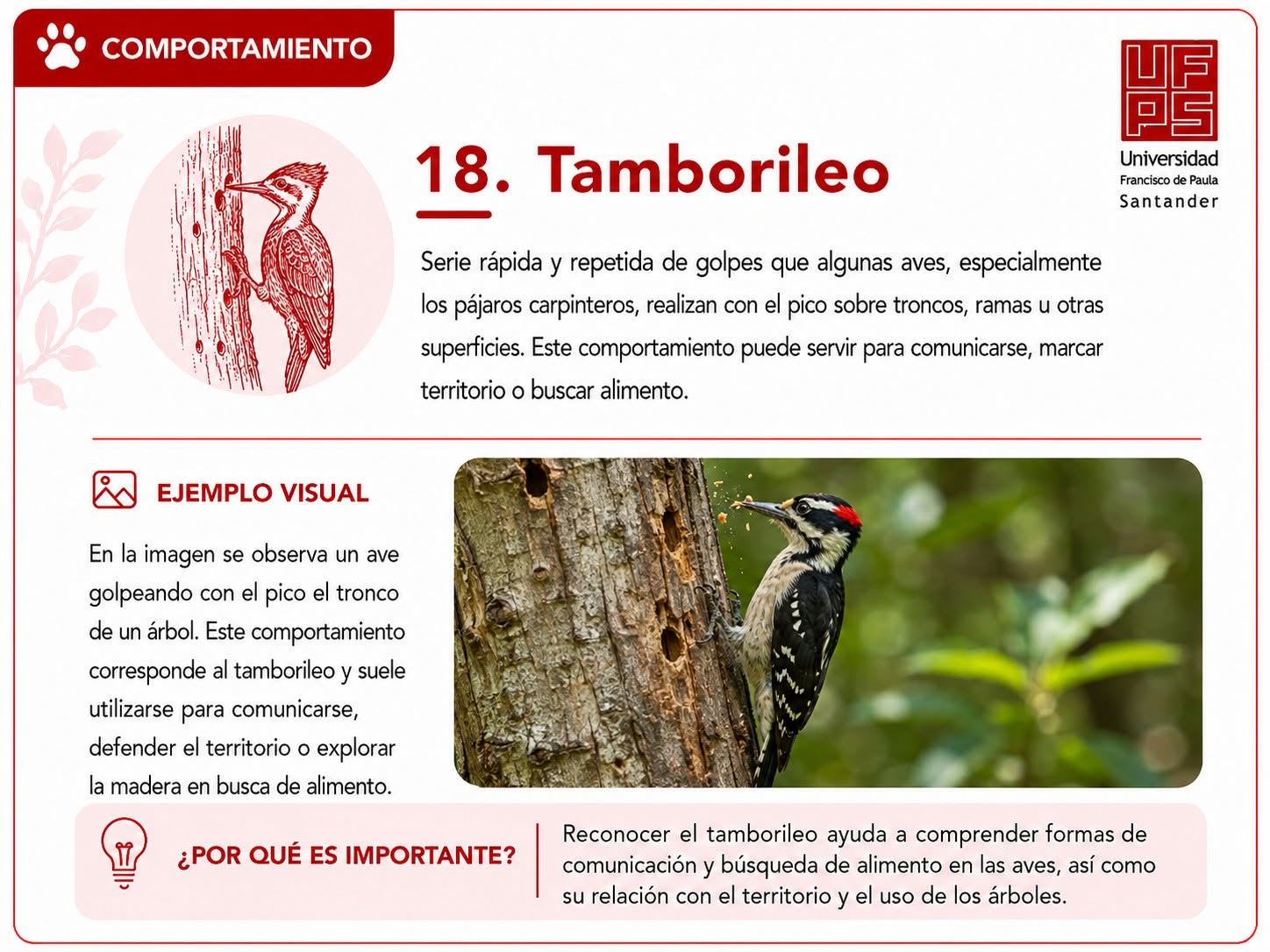 Tamborileo