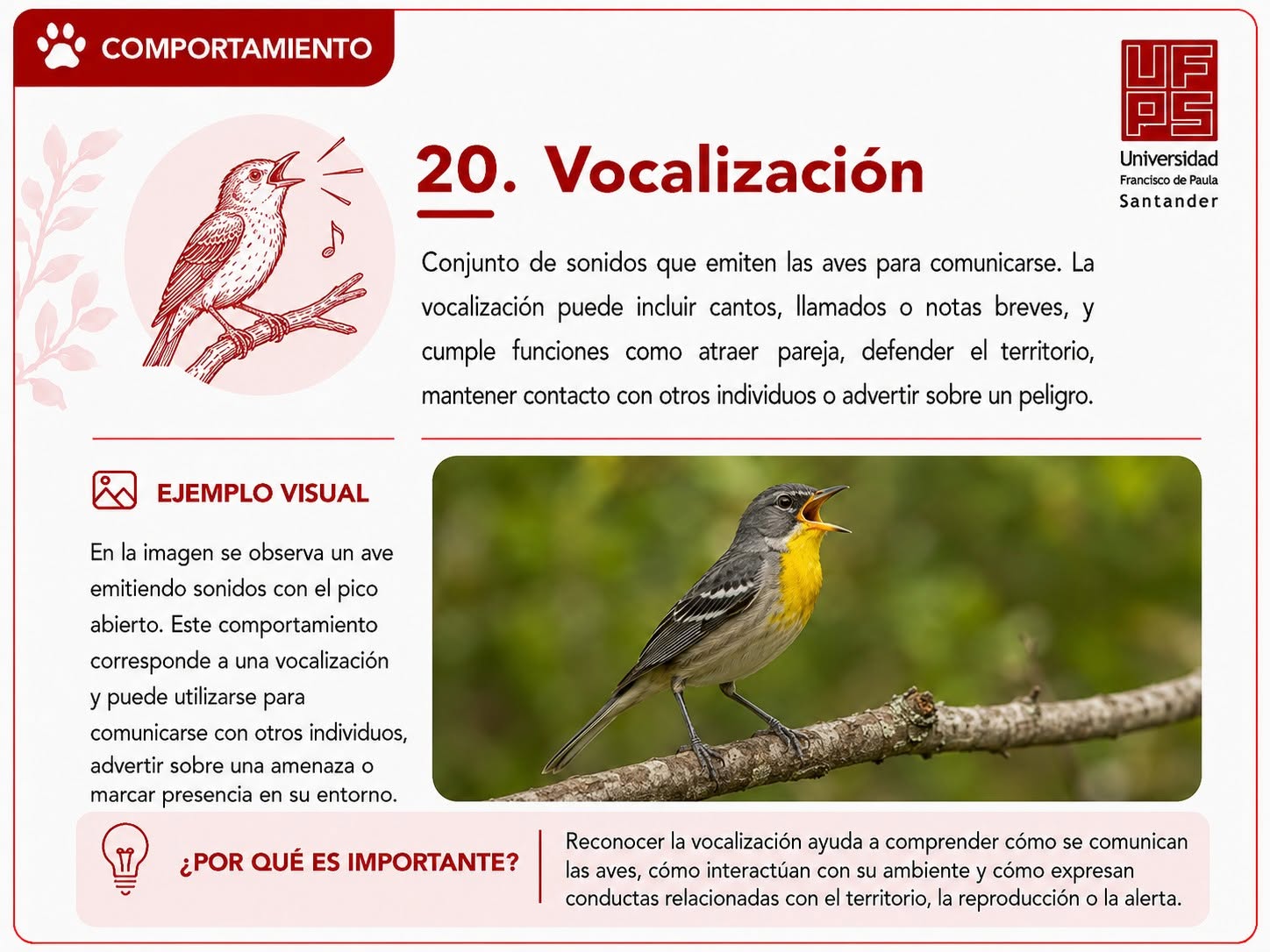 Vocalización