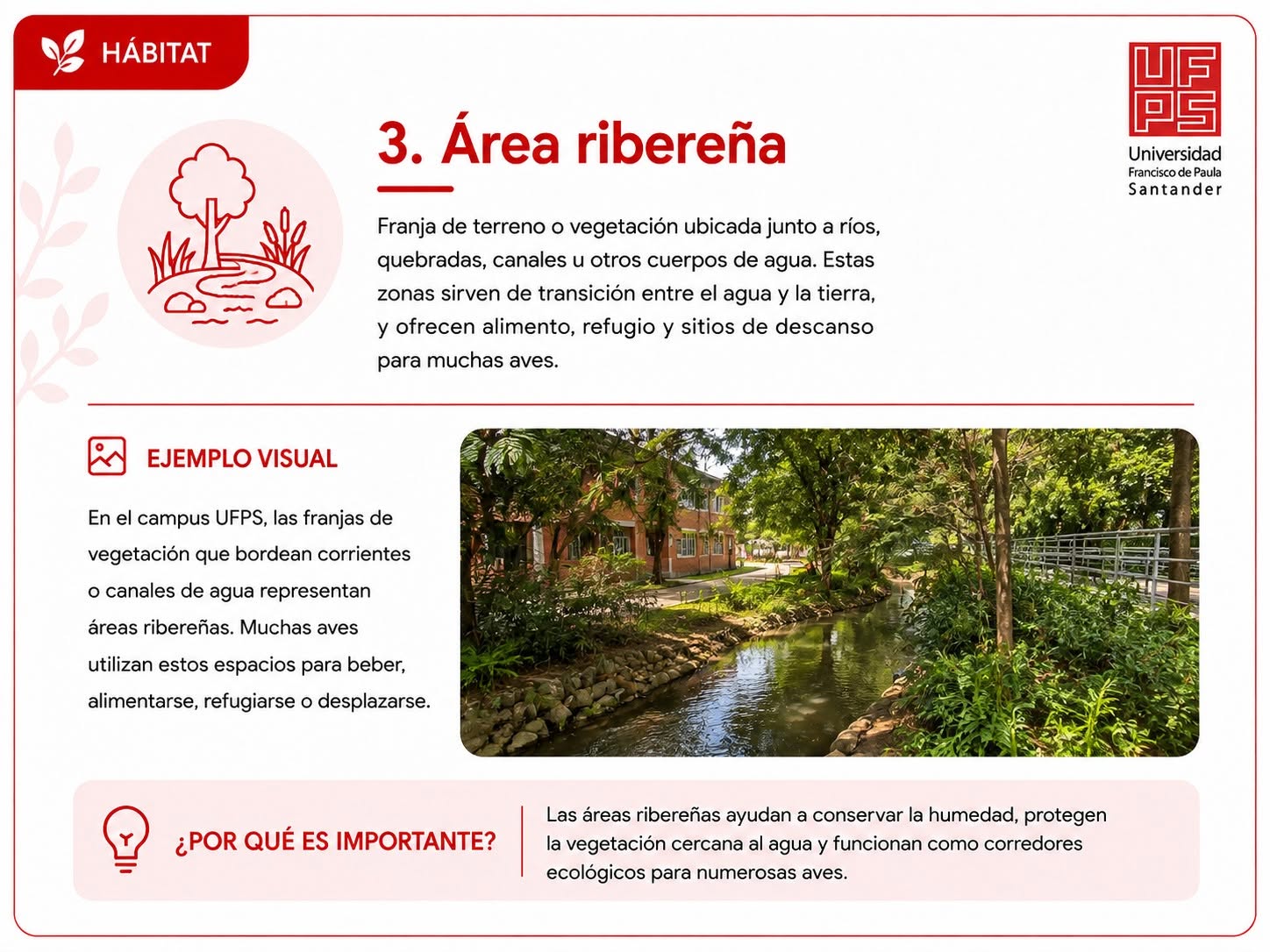 Área ribereña