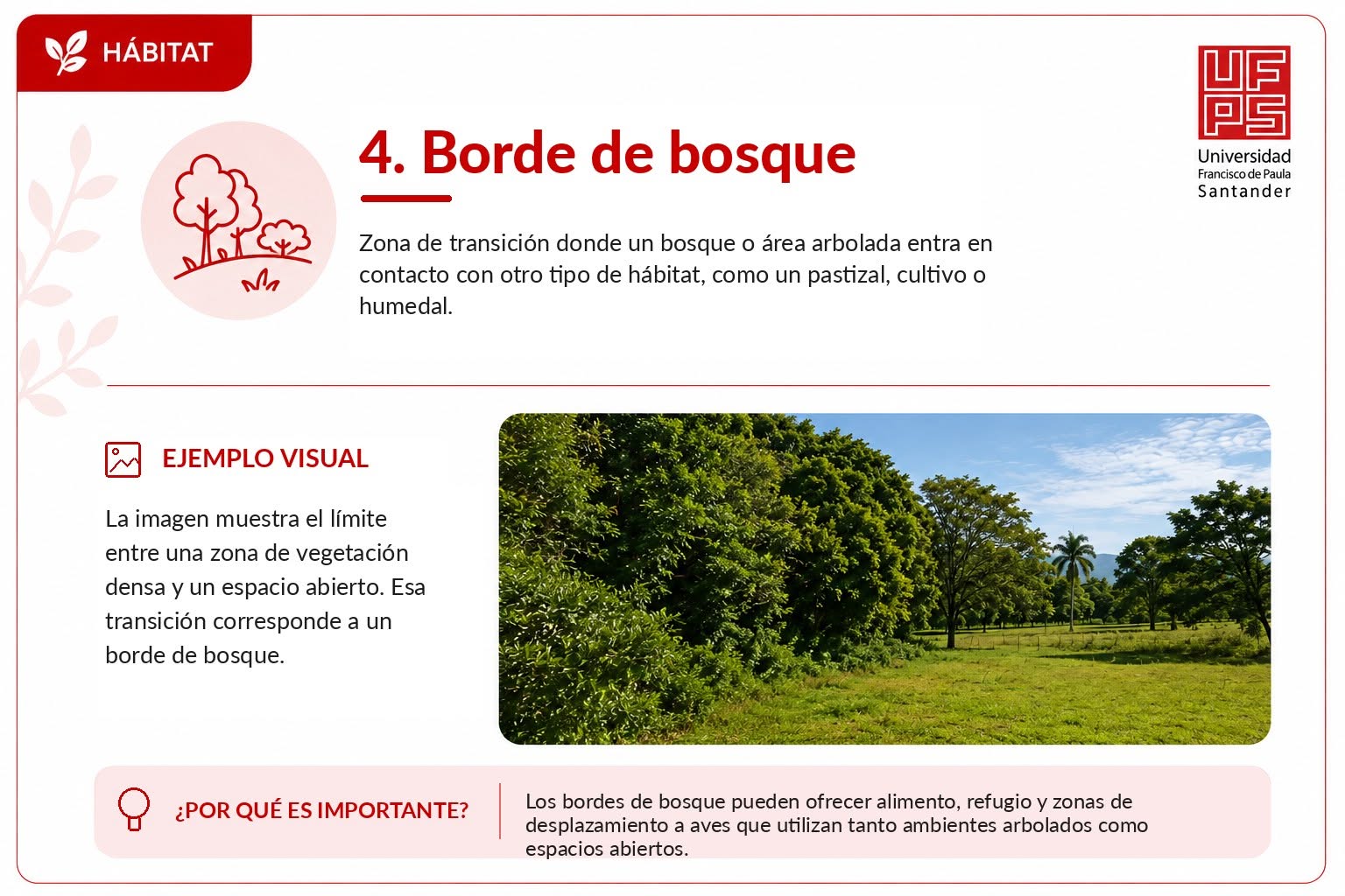 Borde de bosque