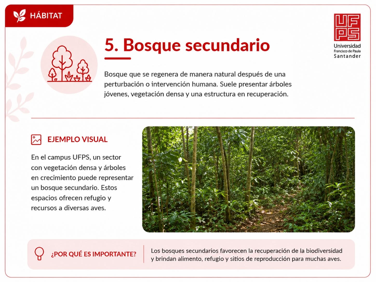Bosque secundario