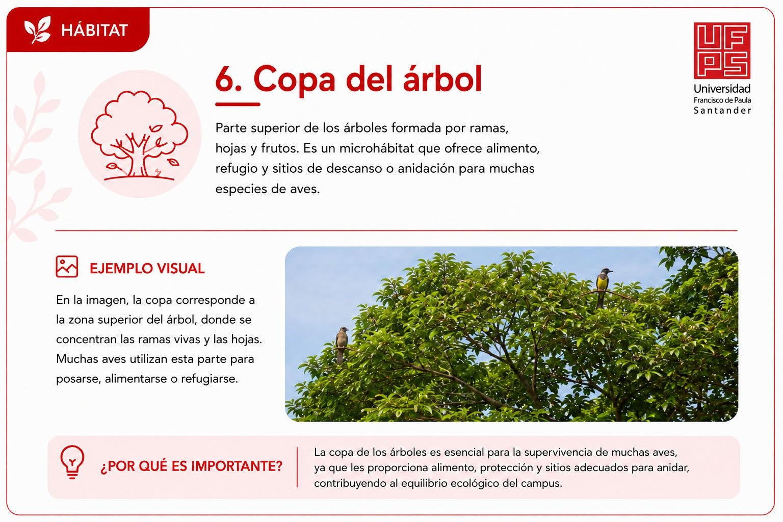Copa del árbol