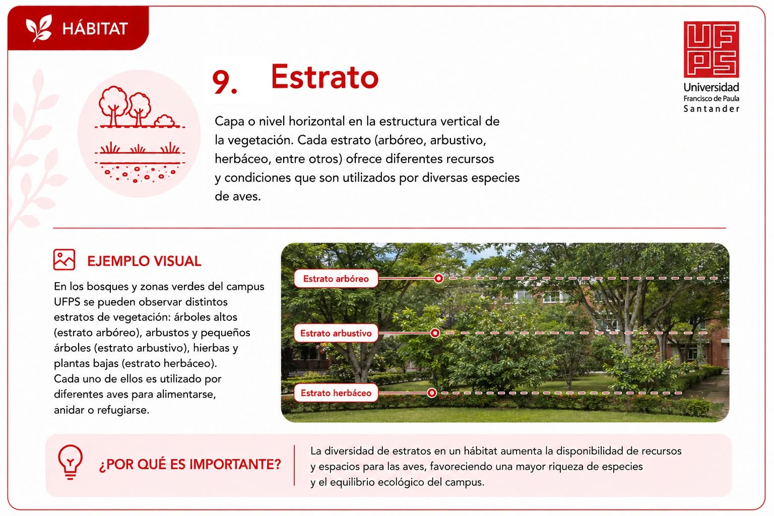 Estrato