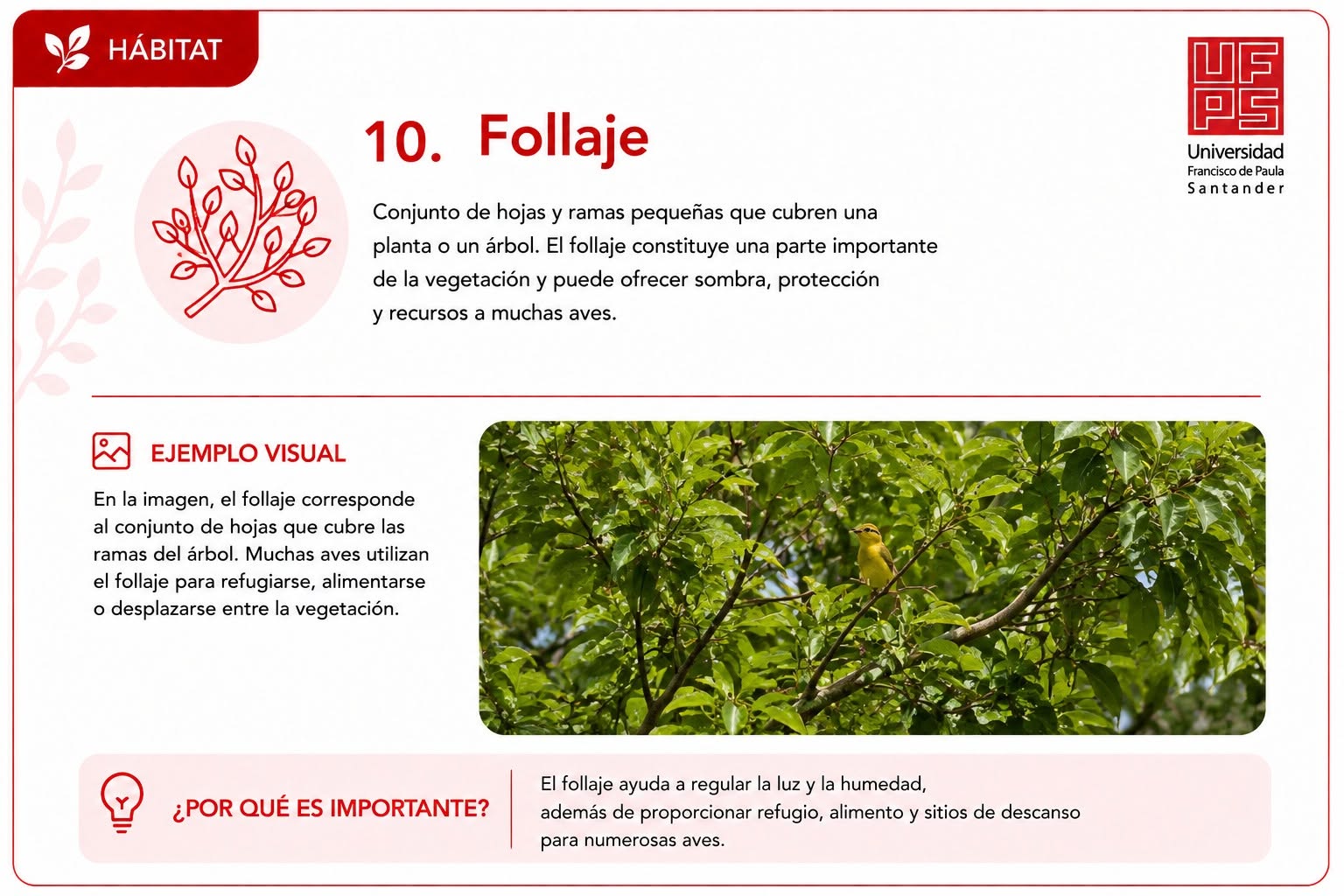 Follaje