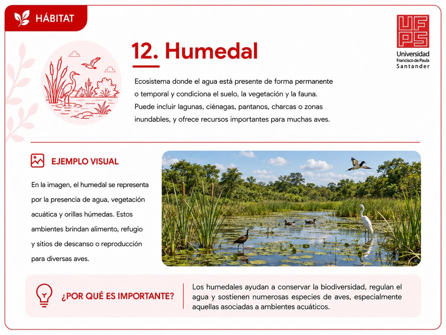 Humedal