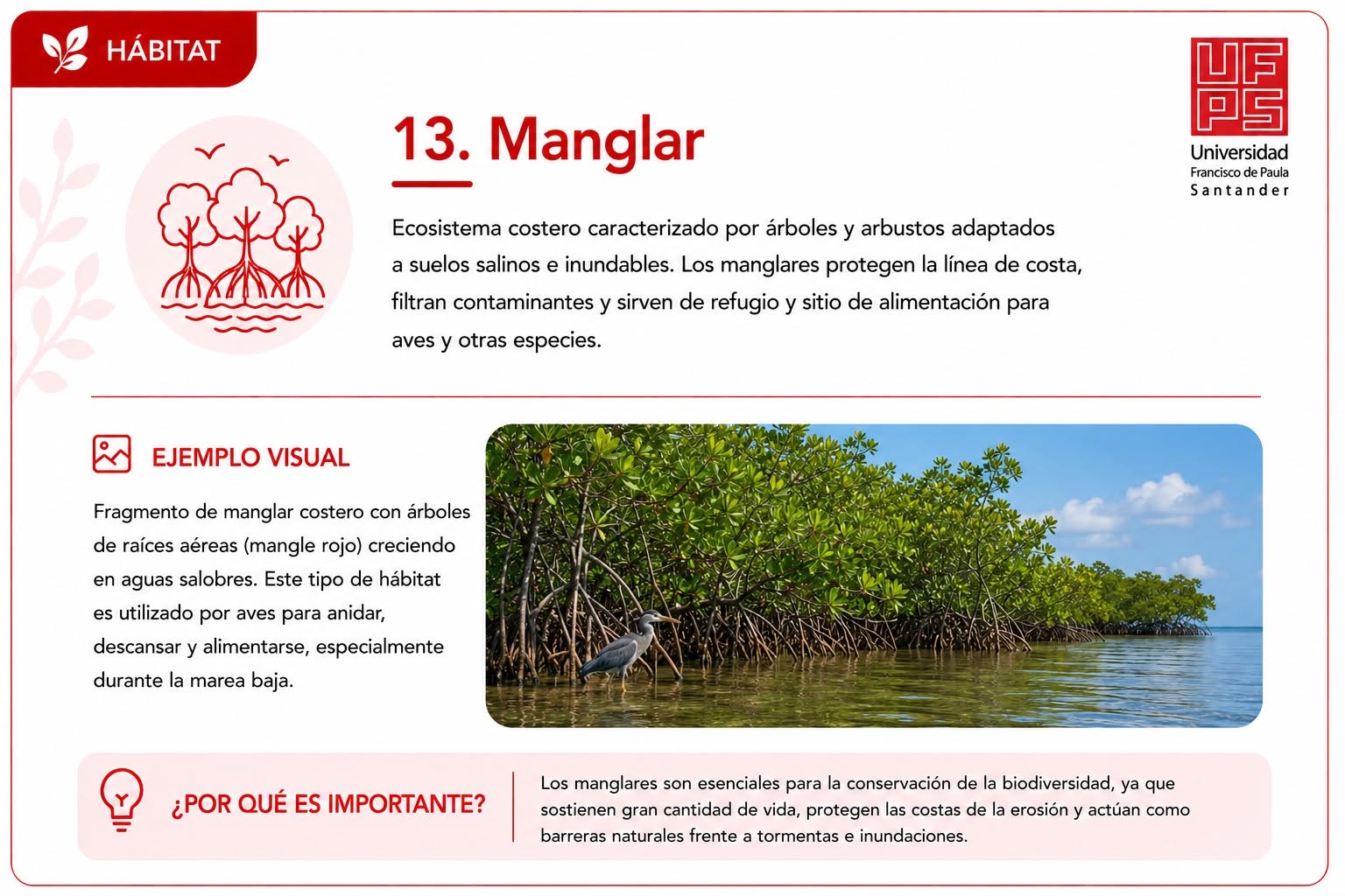 Manglar