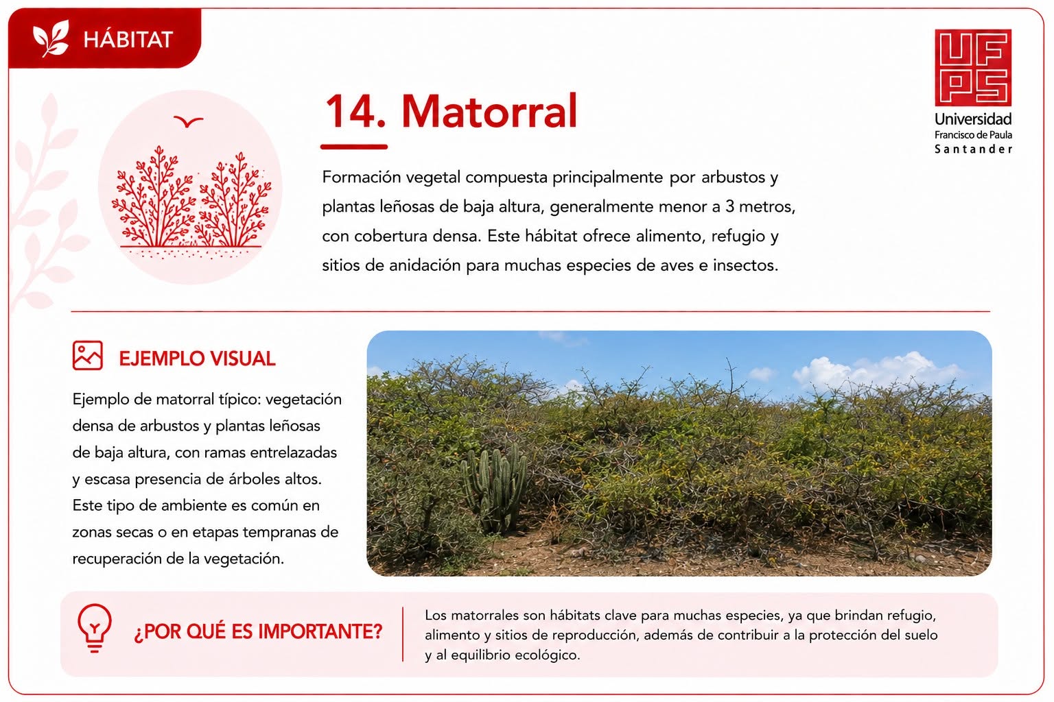 Matorral