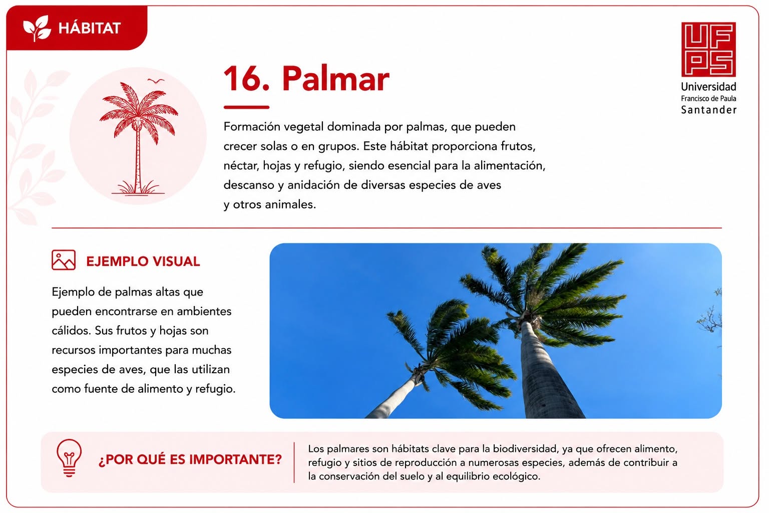 Palmar