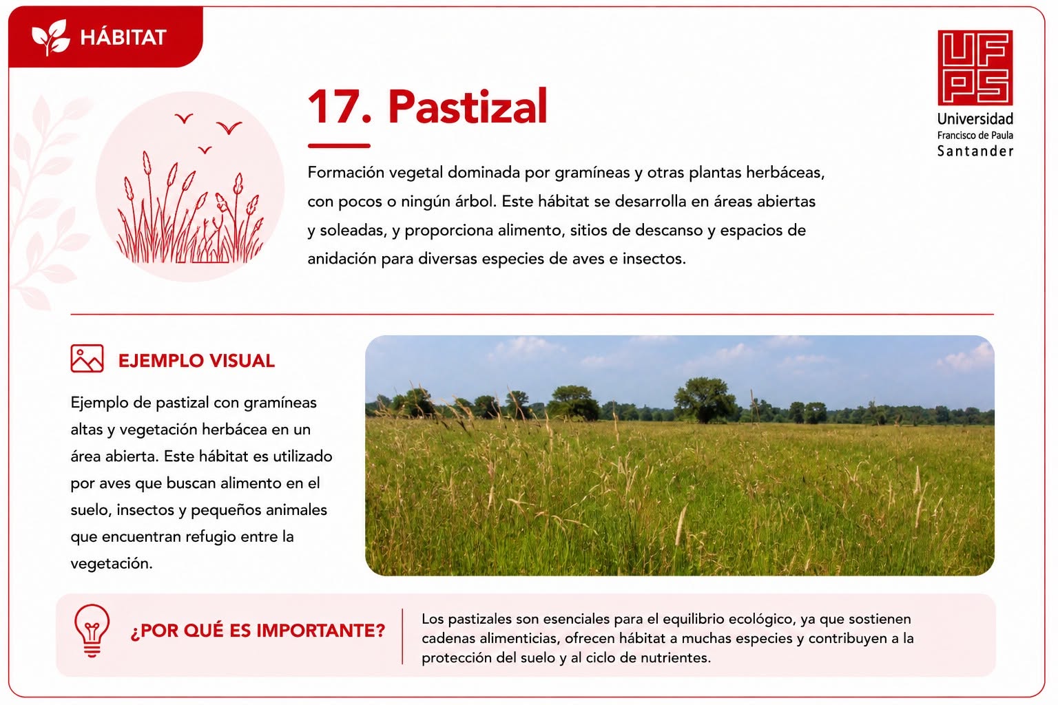 Pastizal