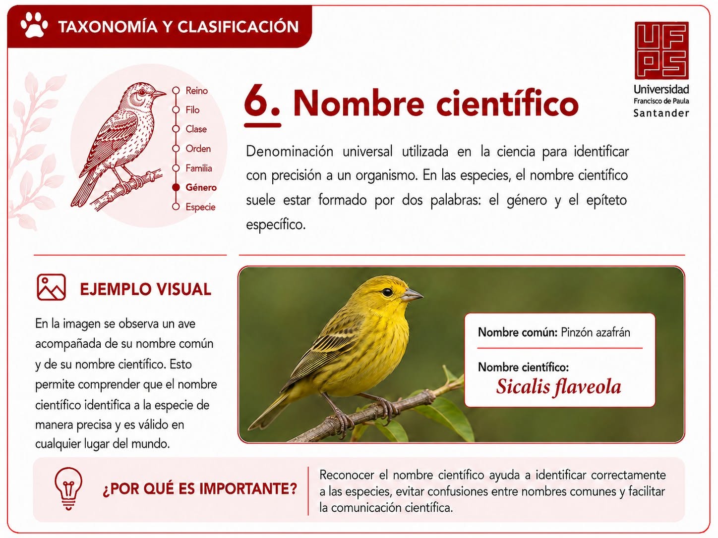 Nombre científico