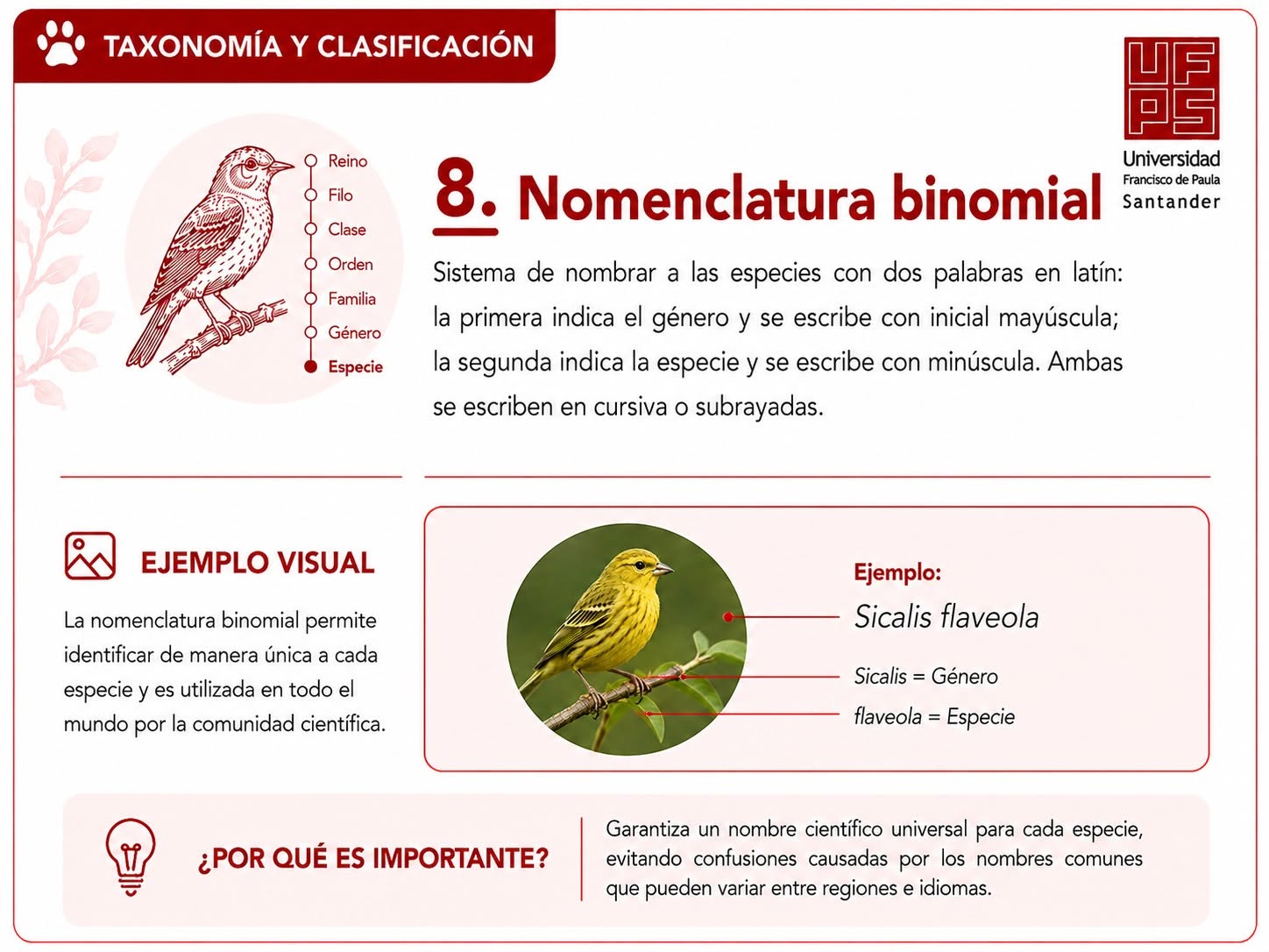 Nomenclatura binomial