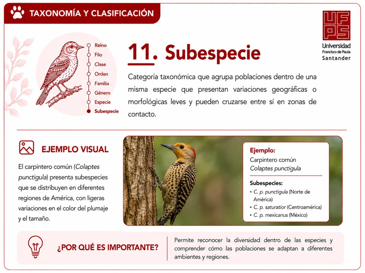 Subespecie