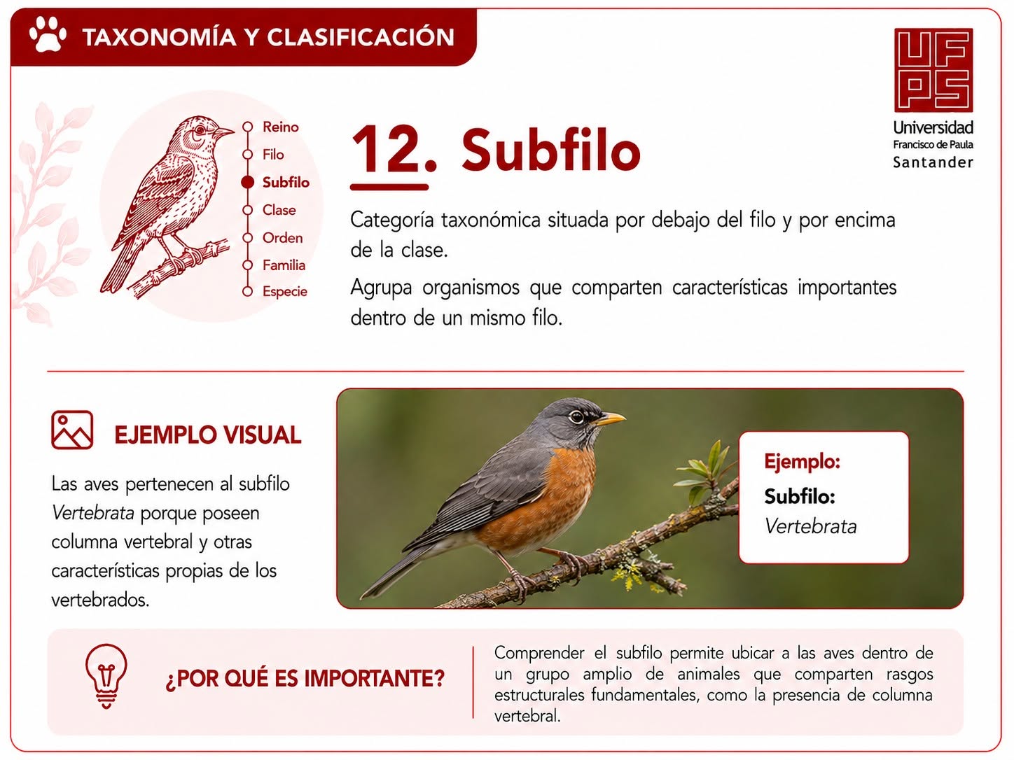 Subfilo