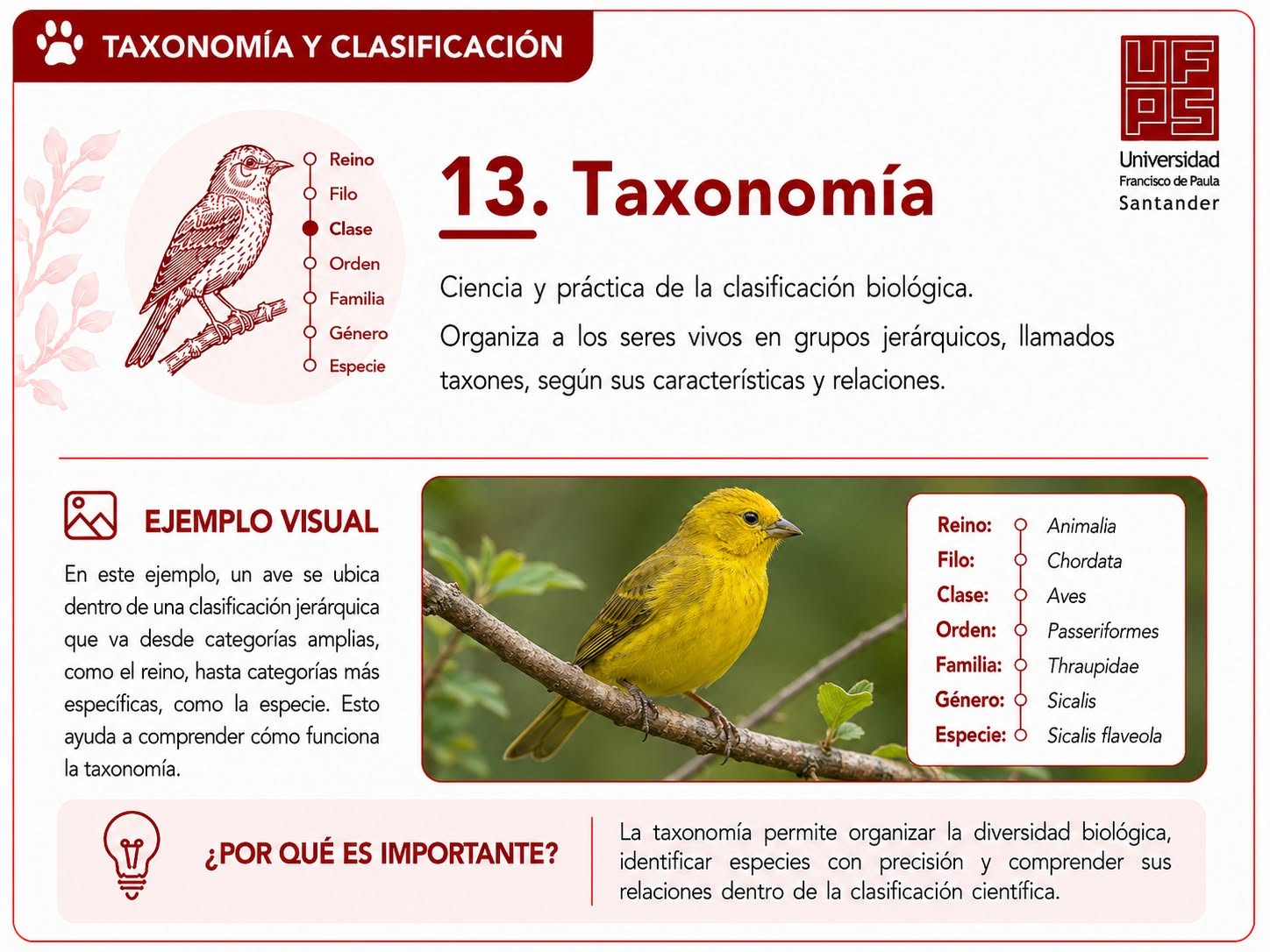 Taxonomía